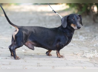 Paddy - lieber, freundlicher und charmanter Dackel Rüde