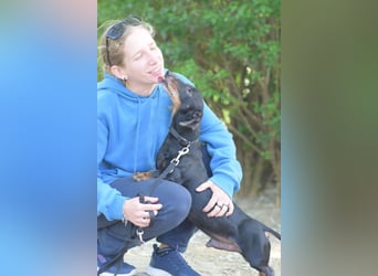 Paddy - lieber, freundlicher, charmanter Dackel Rüde