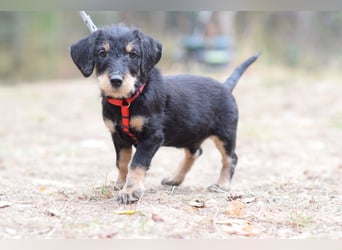Raily - anhänglich, verspielt und ein absoluter Herzensbrecher