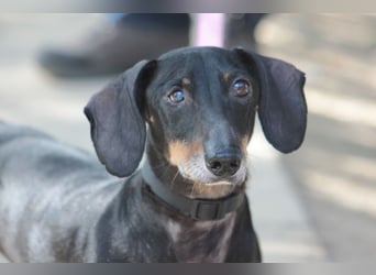 Paddy - lieber, freundlicher, charmanter Dackel Rüde