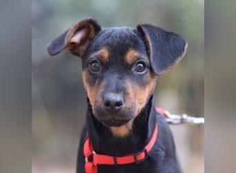 Rocky - zarter Hundejunge, vorsichtig & etwas schüchtern