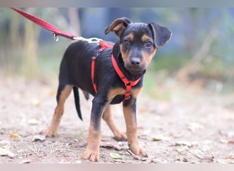 Rocky - zarter Hundejunge, vorsichtig & etwas schüchtern