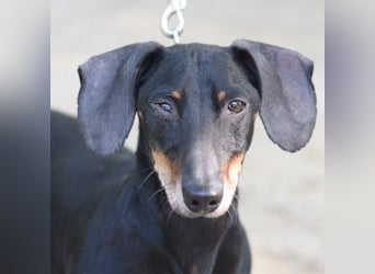 Paddy - lieber, freundlicher, charmanter Dackel Rüde