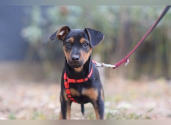 Rocky - zarter Hundejunge, vorsichtig & etwas schüchtern