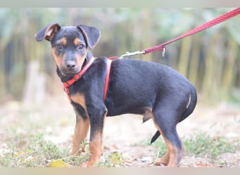Rocky - zarter Hundejunge, vorsichtig & etwas schüchtern