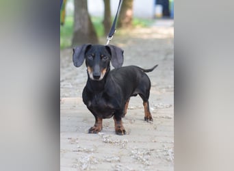Paddy - lieber, freundlicher und charmanter Dackel Rüde