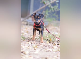 Rocky - zarter Hundejunge, vorsichtig & etwas schüchtern