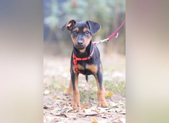 Rocky - zarter Hundejunge, vorsichtig & etwas schüchtern