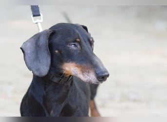 Paddy - lieber, freundlicher und charmanter Dackel Rüde