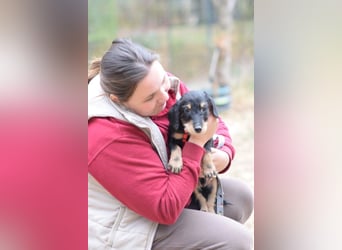 Raily - anhänglich, verspielt und ein absoluter Herzensbrecher