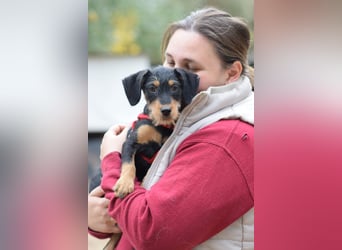 Raika - bezauberndes, freundliches & verschmustes Hundemädchen