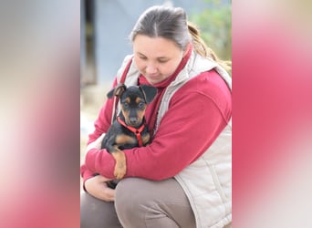 Rocky - zarter Hundejunge, vorsichtig & etwas schüchtern