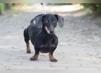 Paddy - lieber, freundlicher und charmanter Dackel Rüde