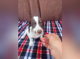 Baya