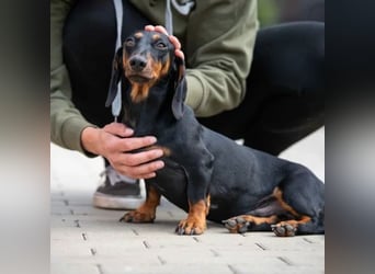 Cassius