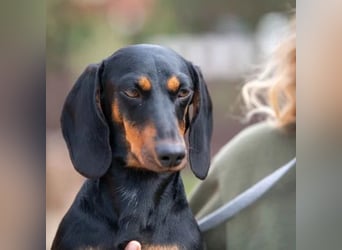 Cassius