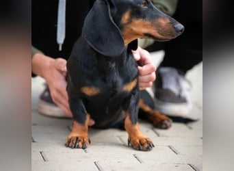 Cassius