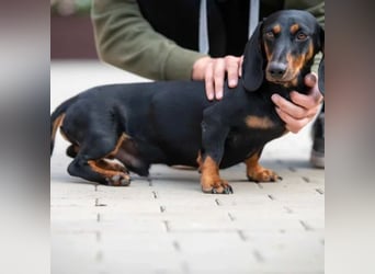 Cassius