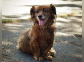 Ricki/Pici (ein Senior) sucht ein konsequentes Zuhause