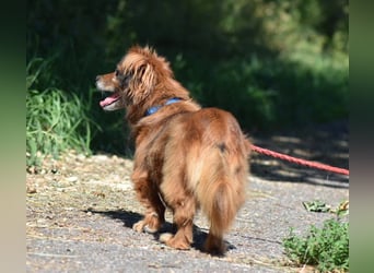 Ricki/Pici (ein Senior) sucht ein konsequentes Zuhause