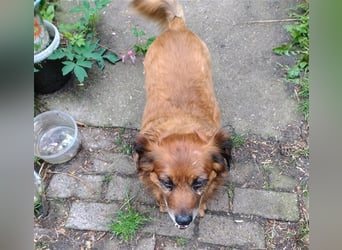 Piki sucht dringend eine Zuhause