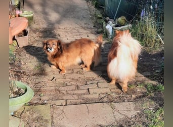 Ricki/Pici (ein Senior) sucht ein konsequentes Zuhause