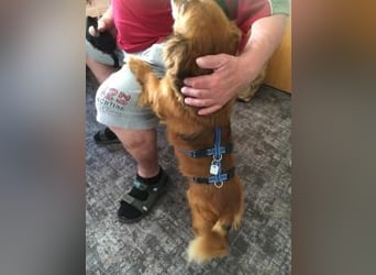 Ricki/Pici (ein Senior) sucht ein konsequentes Zuhause
