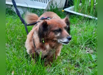 Ricki/Pici (ein Senior) sucht ein konsequentes Zuhause