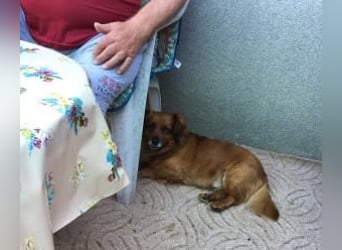 Ricki/Pici (ein Senior) sucht ein konsequentes Zuhause