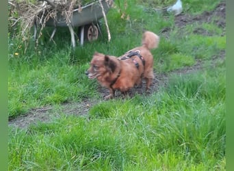 Piki sucht dringend eine Zuhause