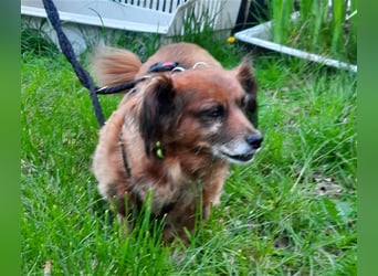 Piki sucht dringend eine Zuhause