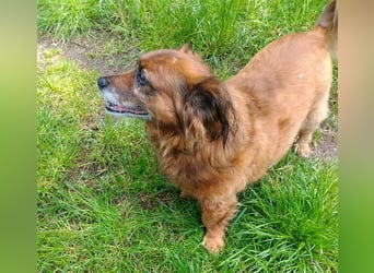 Piki sucht dringend eine Zuhause