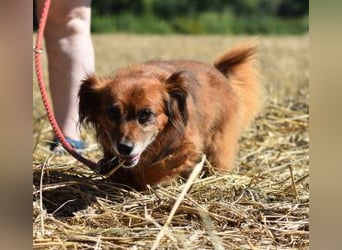 Ricki/Pici (ein Senior) sucht ein konsequentes Zuhause