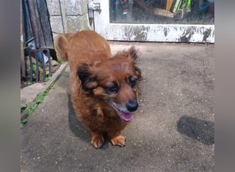 Piki sucht dringend eine Zuhause