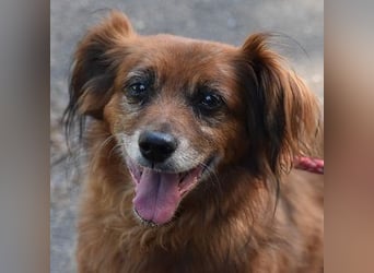 Ricki/Pici (ein Senior) sucht ein konsequentes Zuhause