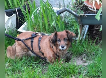 Piki sucht dringend eine Zuhause