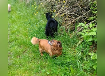 Ricki/Pici (ein Senior) sucht ein konsequentes Zuhause