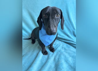 Knut - Kleiner Dackelmann mit großem Herz sucht geduldiges Zuhause