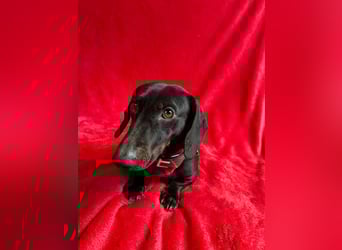 Knut - Kleiner Dackelmann mit großem Herz sucht geduldiges Zuhause