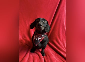 Knut - Kleiner Dackelmann mit großem Herz sucht geduldiges Zuhause