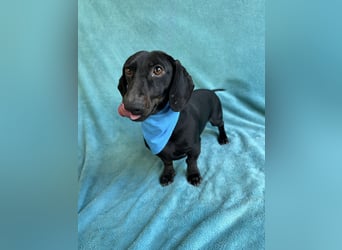 Knut - Kleiner Dackelmann mit großem Herz sucht geduldiges Zuhause