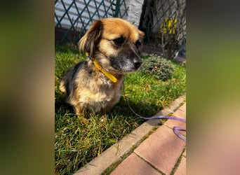 Lipi - liebe Minimaus