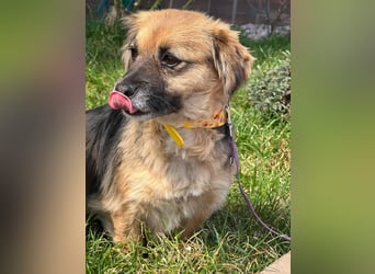 Lipi - liebe Minimaus