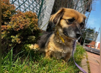 Lipi - liebe Minimaus