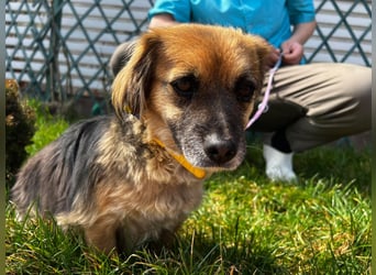 Lipi - liebe Minimaus