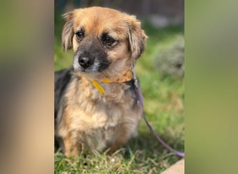 Lipi - liebe Minimaus