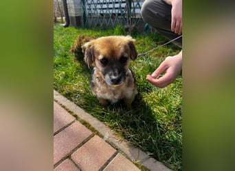 Lipi - liebe Minimaus