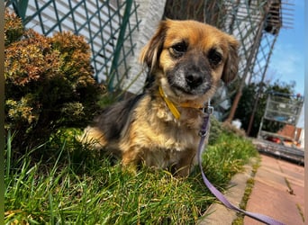 Lipi - liebe Minimaus