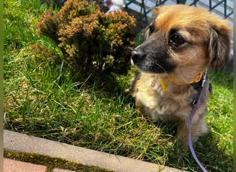 Lipi - liebe Minimaus