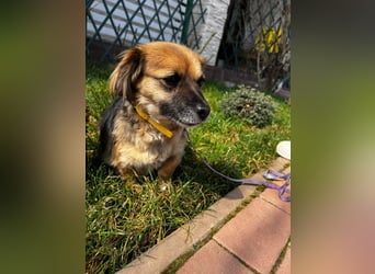 Lipi - liebe Minimaus